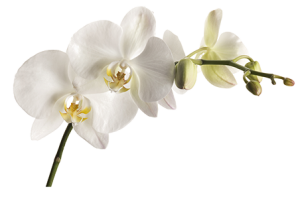 orchideaa